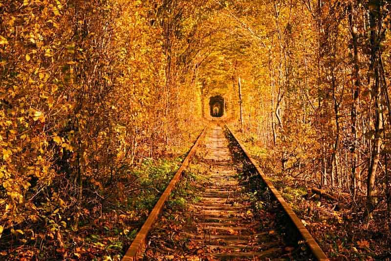 The Tunnel of Love during autumn season which what most Ukraine women consider as the most romantic spot in Ukraine.